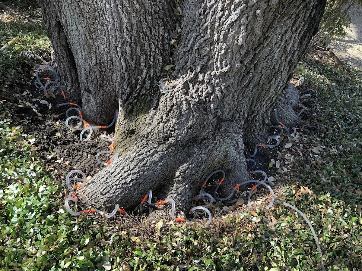 Detailed Tree Cabling and Bracing job site in Blooming Glen