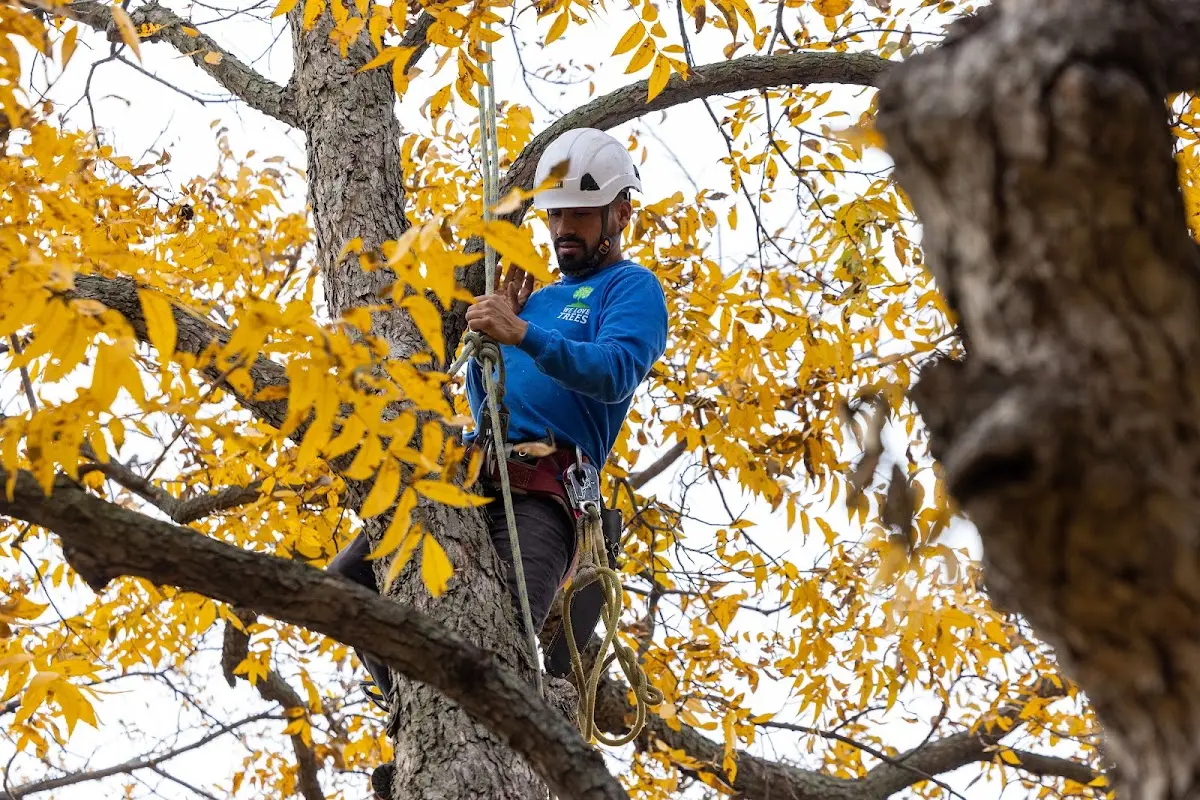 Skilled Tree Planting crew working in Blooming Glen