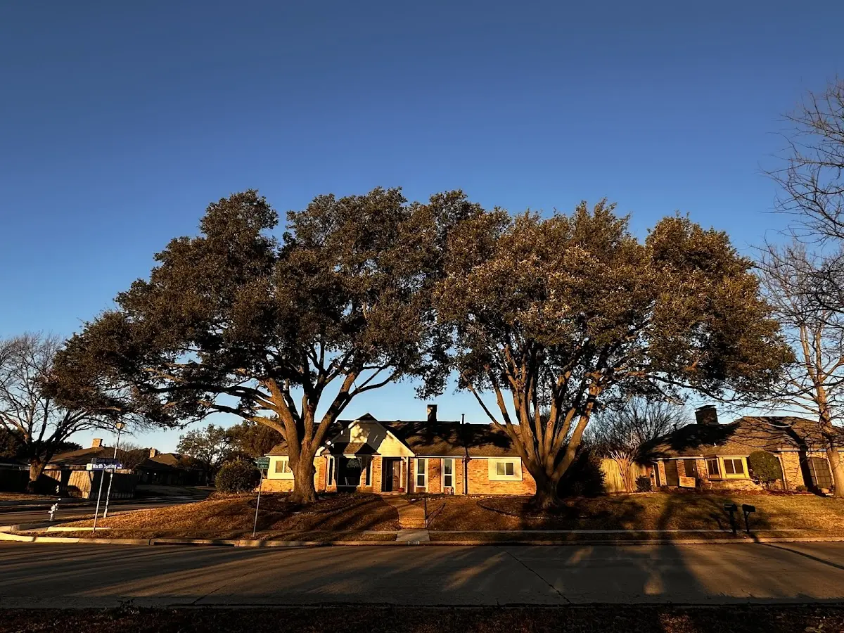 Established residential canopy tree shading a home in Blooming Glen